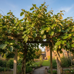 Tomuri Kiwi Fruit Tree Google AI